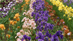 Fond d'écran gratuit de Fleurs - Jardins numéro 59942